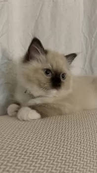M.J 様のお迎えした子猫