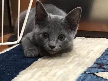 ららら 様のお迎えした子猫