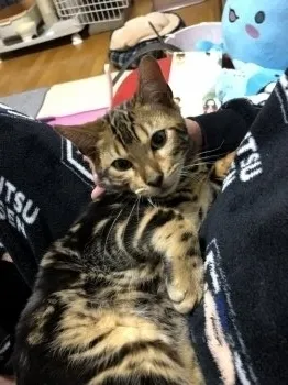 ウリ坊 様のお迎えした子猫