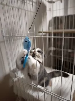 S.H 様のお迎えした子猫