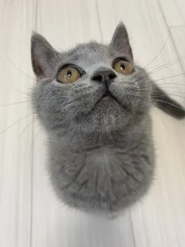 猫のお父さん 様のお迎えした子猫