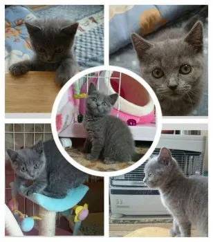 凛凛 様のお迎えした子猫