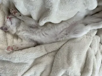K.Y 様のお迎えした子猫
