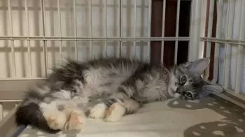 K.M 様のお迎えした子猫