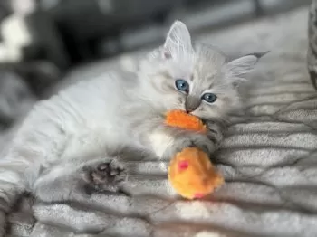 なべちゃん 様のお迎えした子猫