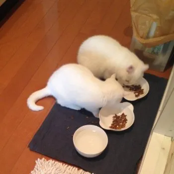 ミィ。 様のお迎えした子猫