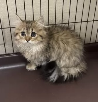 K.S 様のお迎えした子猫