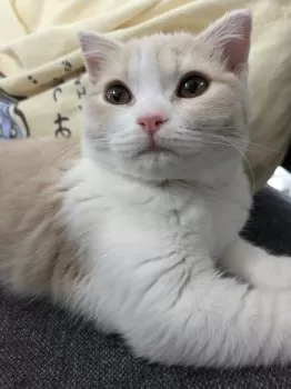 ヒコ 様のお迎えした子猫