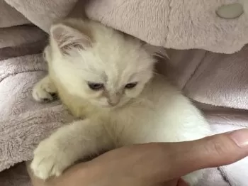 Ｙ 様のお迎えした子猫