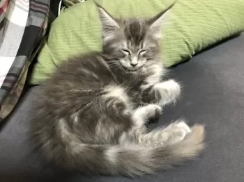 かもりん 様のお迎えした子猫