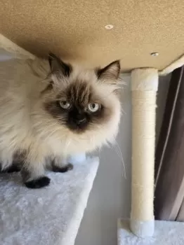 ぬまー 様のお迎えした子猫