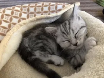 りんちゃんパパ 様のお迎えした子猫