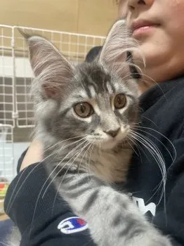 しぶけん 様のお迎えした子猫