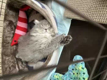 K.S 様のお迎えした子猫