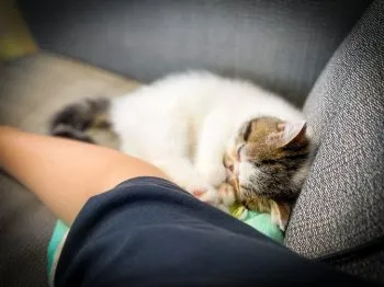 ごたじろう 様のお迎えした子猫