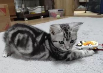 M.A 様のお迎えした子猫