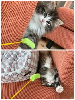 にもたん 様のお迎えした子猫