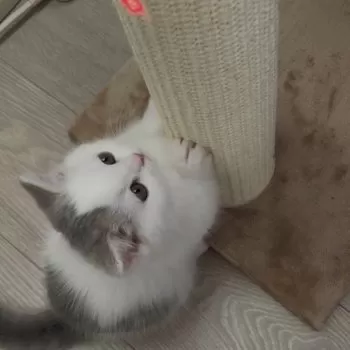 A.I 様のお迎えした子猫