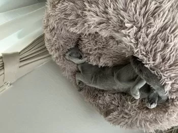M.O 様のお迎えした子猫