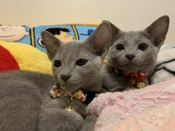 E.M 様のお迎えした子猫