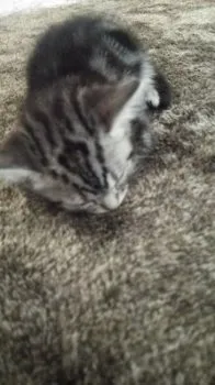 なおきっち 様のお迎えした子猫