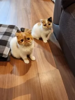 E.K 様のお迎えした子猫