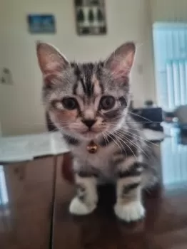 R.T 様のお迎えした子猫