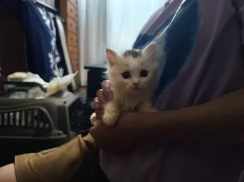 M.S 様のお迎えした子猫