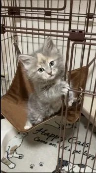 けん 様のお迎えした子猫