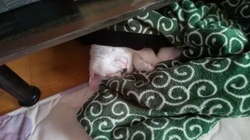 ぷち 様のお迎えした子猫