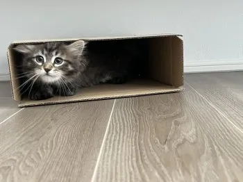 K 様のお迎えした子猫