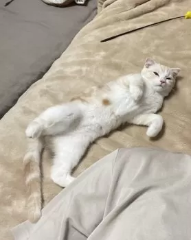 M.S 様のお迎えした子猫