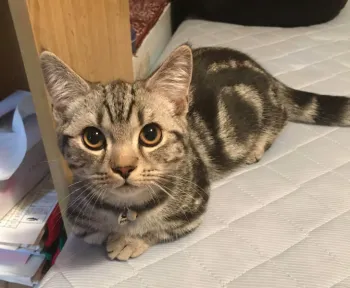 ありりん 様のお迎えした子猫