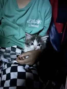 ちゅら 様のお迎えした子猫