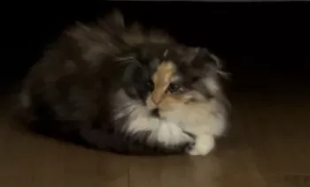 M.K 様のお迎えした子猫