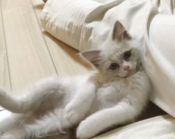 ぬん 様のお迎えした子猫