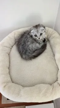 さやか 様のお迎えした子猫