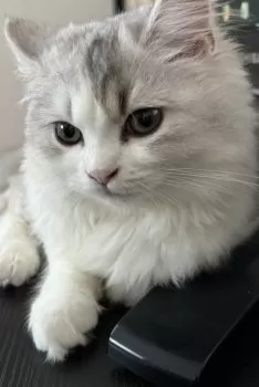 ぽるさん 様のお迎えした子猫