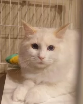 M 様のお迎えした子猫