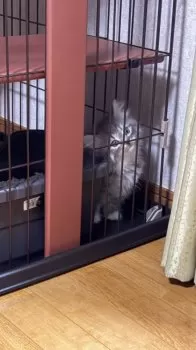 めめみー 様のお迎えした子猫