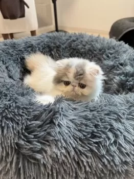 にゃんぽ 様のお迎えした子猫