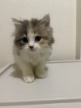 K.K 様のお迎えした子猫