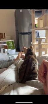 N.I 様のお迎えした子猫
