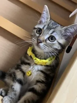 ねこ大好き 様のお迎えした子猫