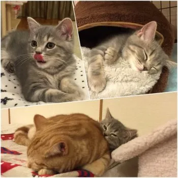 ぶーにゅ 様のお迎えした子猫