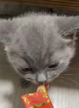 Itoubreeder 様のお迎えした子猫