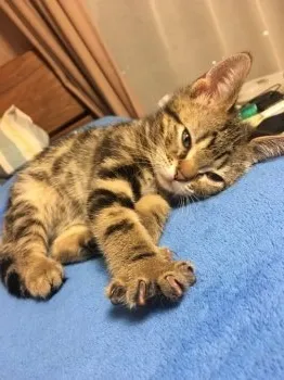 金山 由佳 様のお迎えした子猫