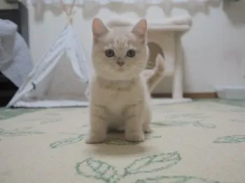 maron 様のお迎えした子猫