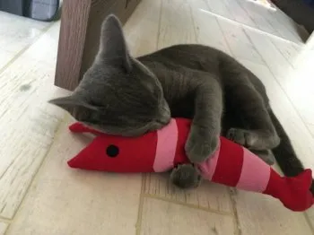 マリク 様のお迎えした子猫