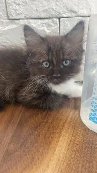 prima1021 様のお迎えした子猫